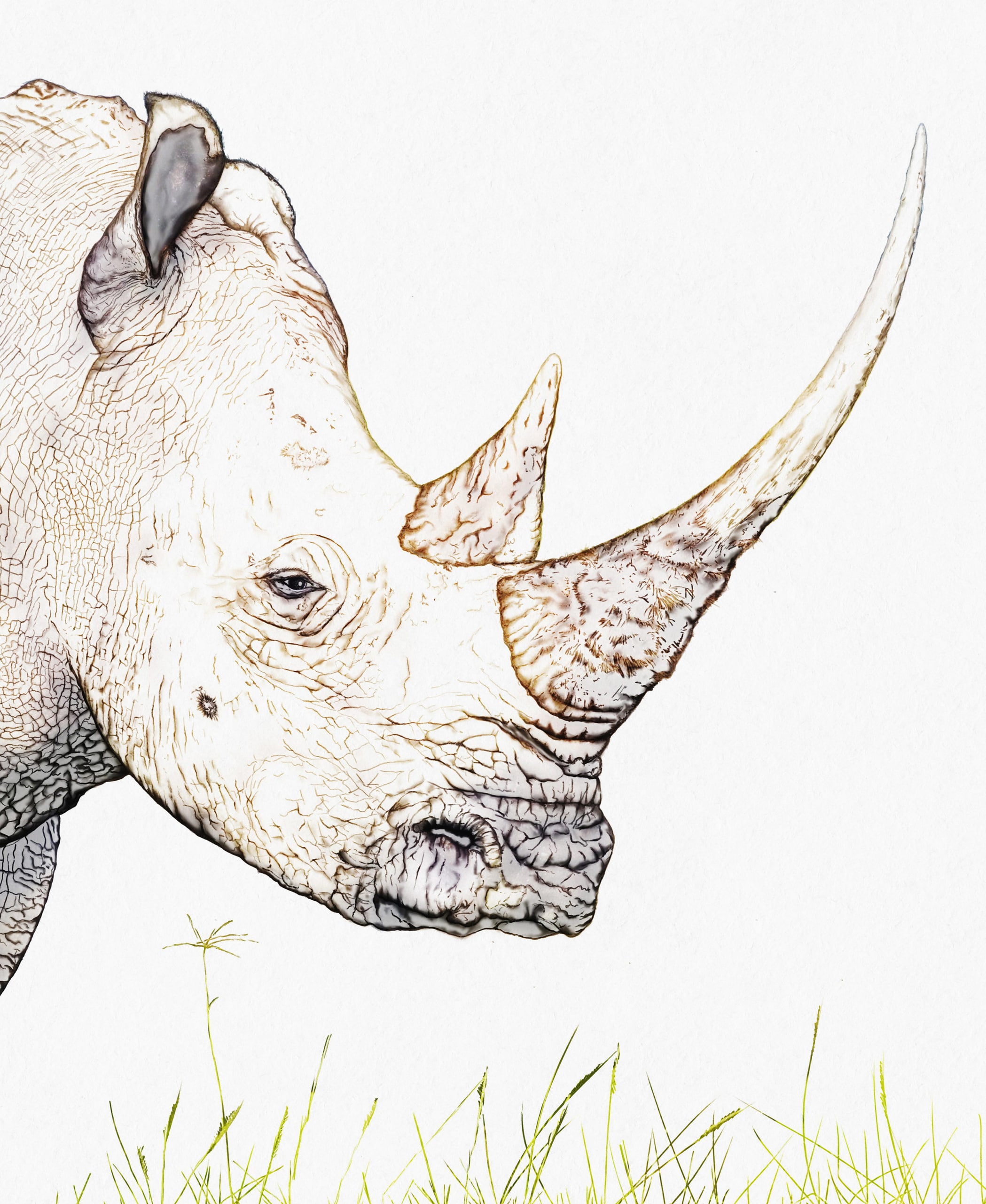 Illustrations — hand-drawn wildlife