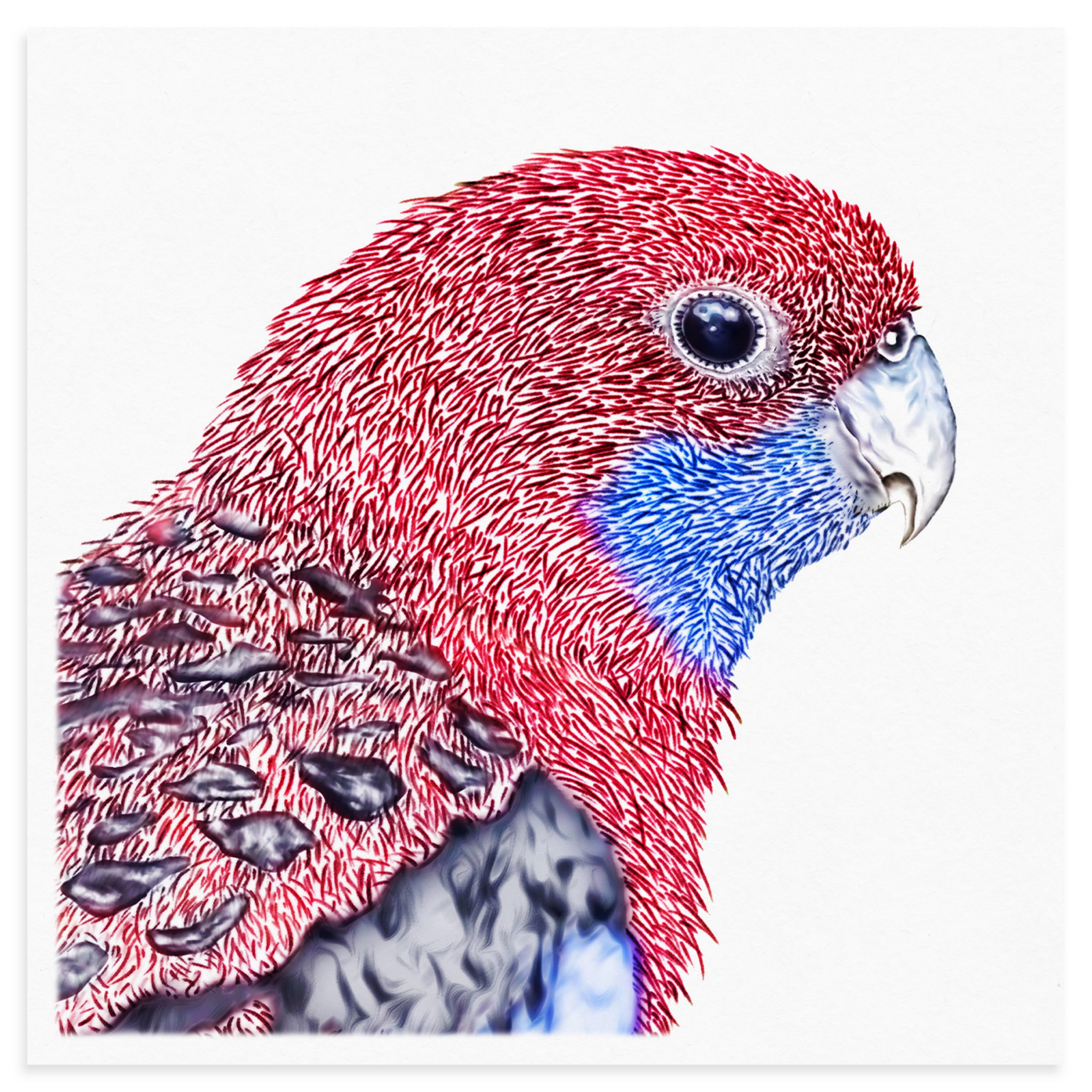 Crimson Rosella