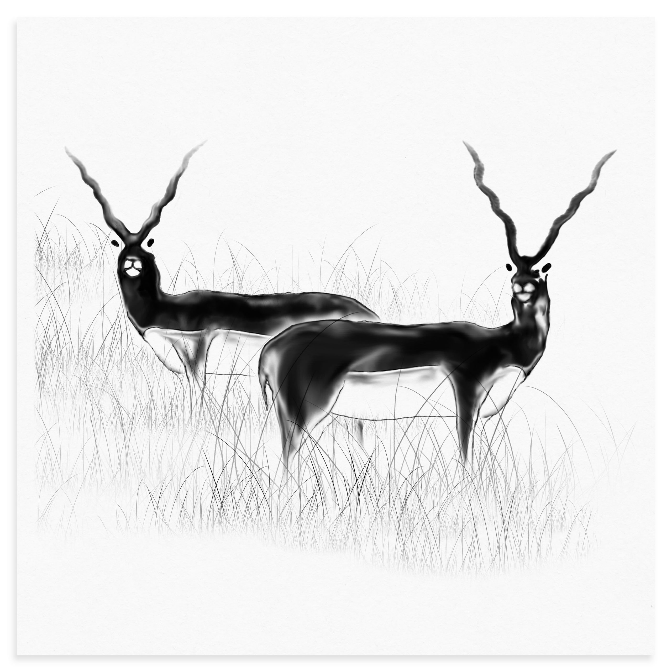 Blackbuck