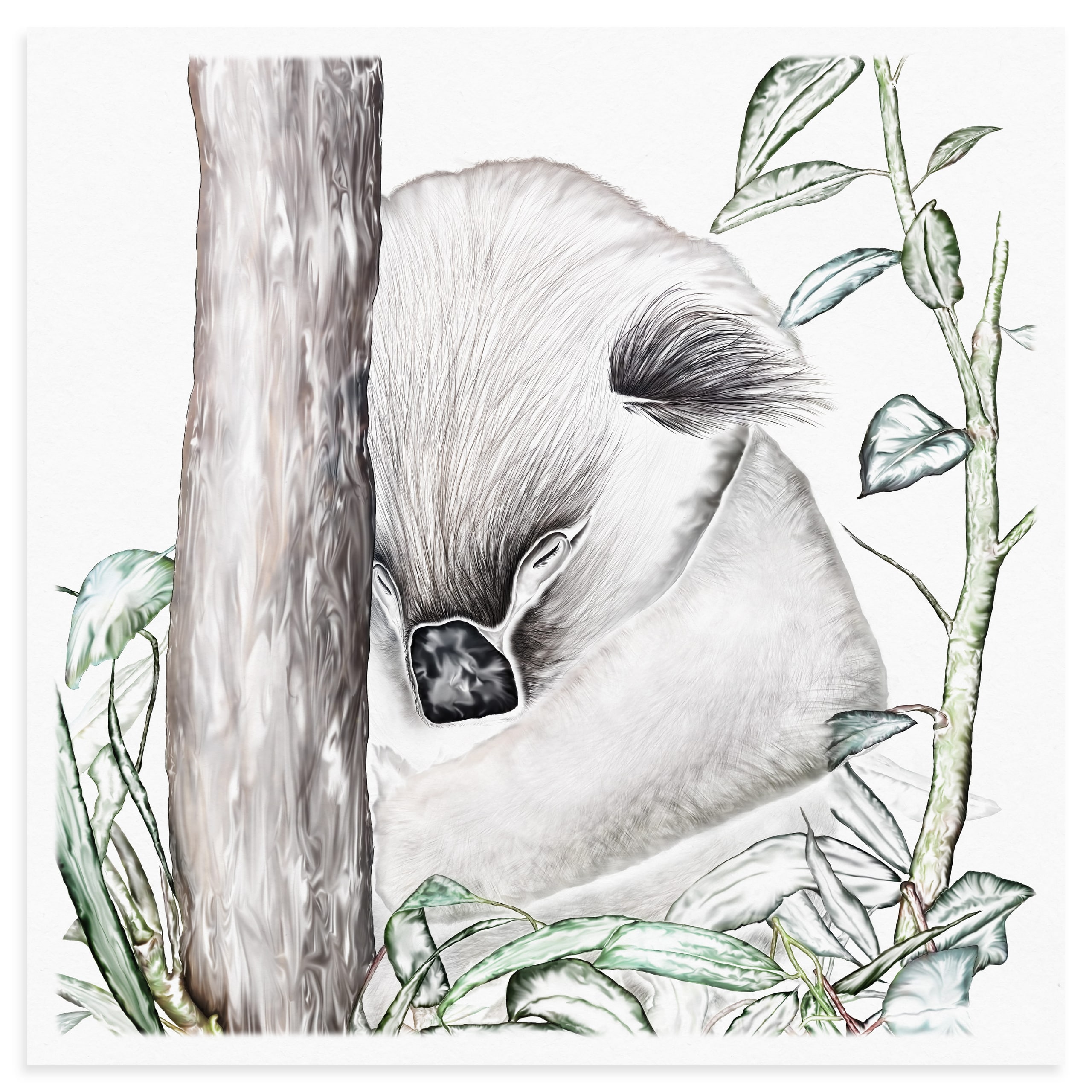 Koala
