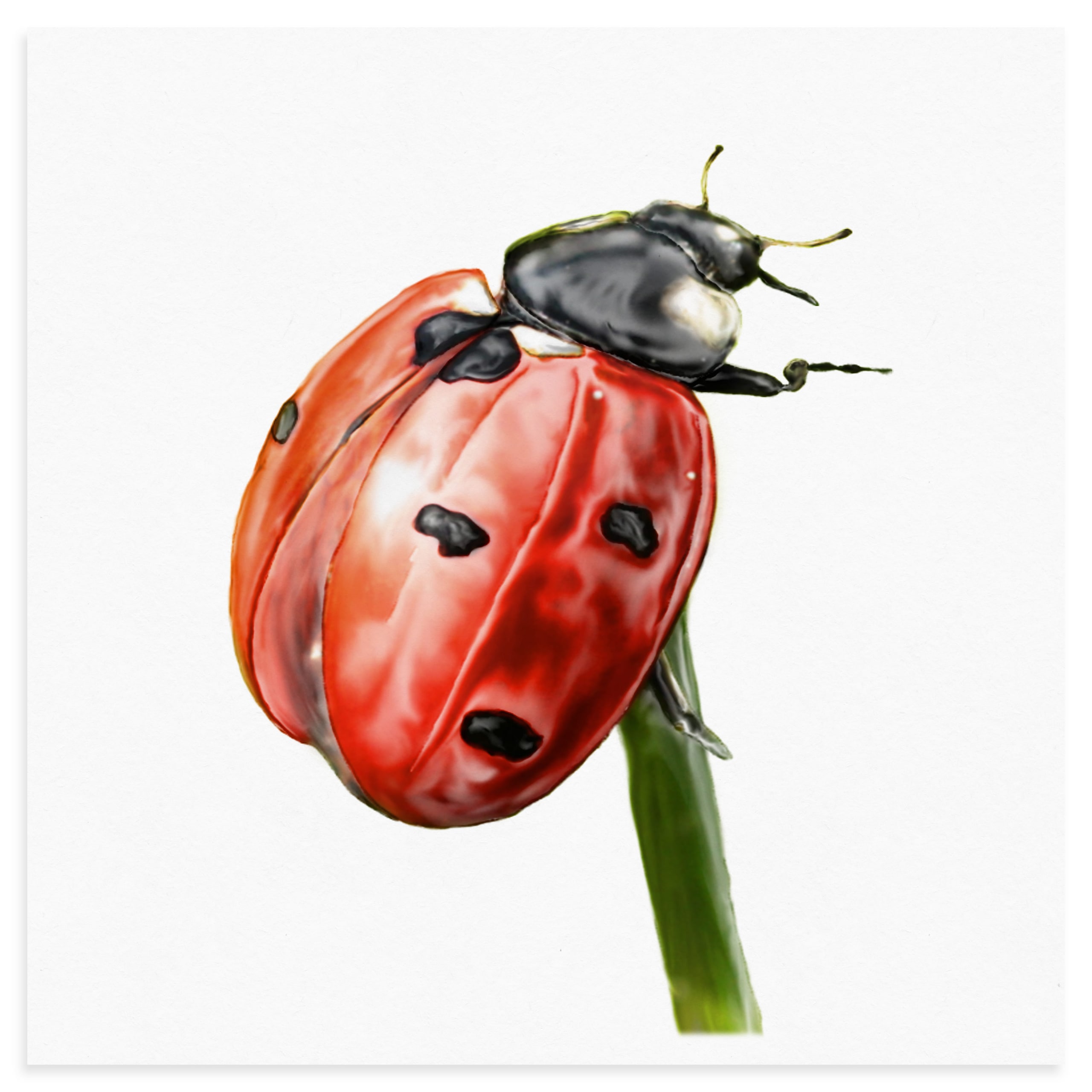 Ladybug