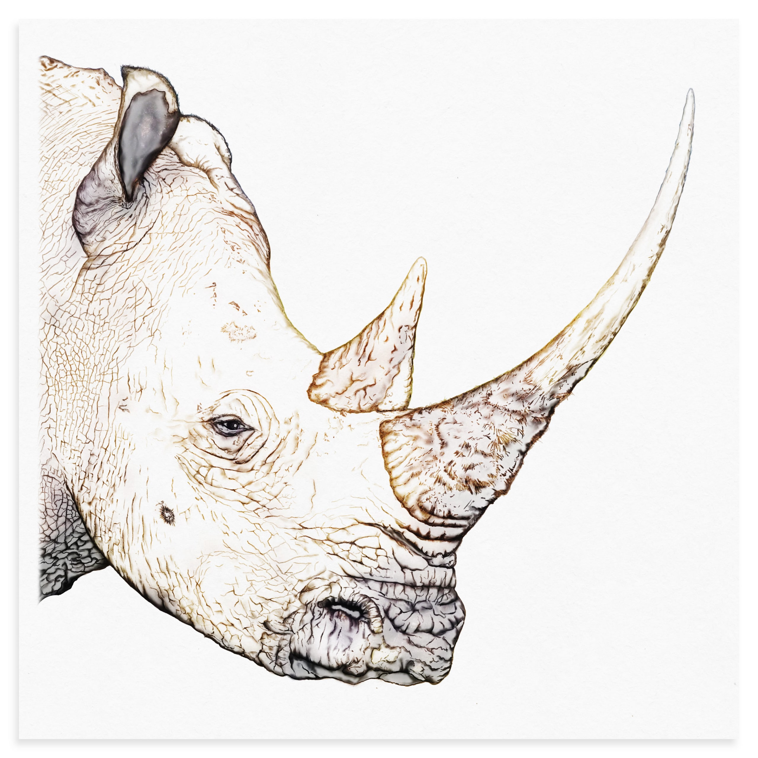 White Rhino