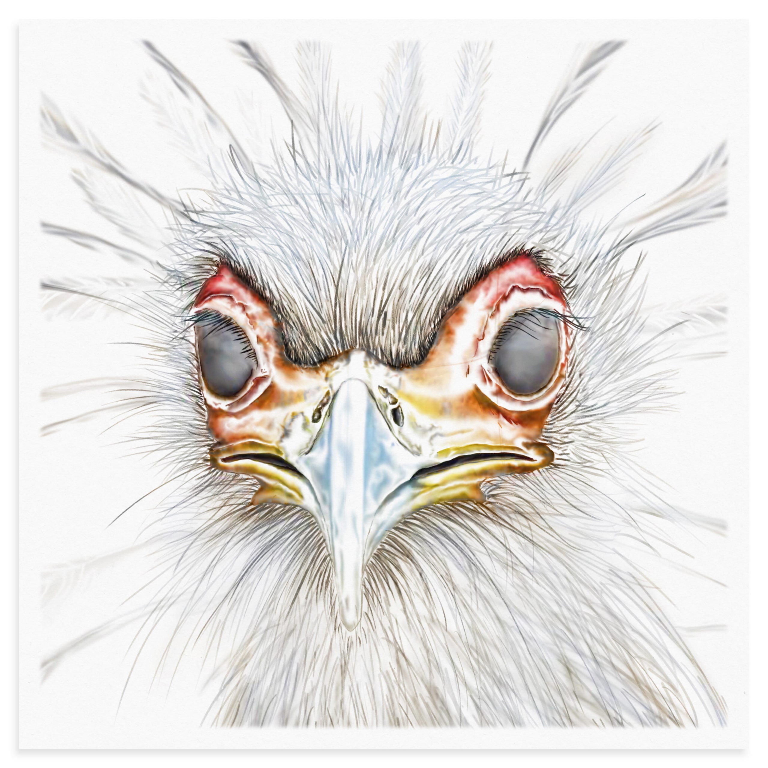 Secretary Bird